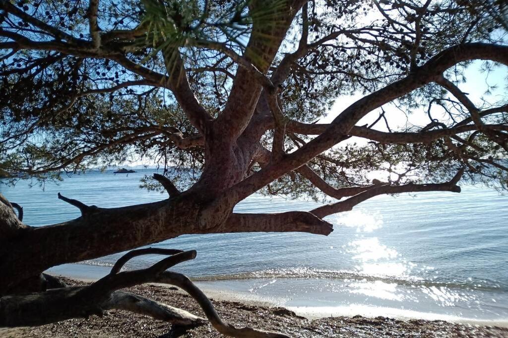 Face Mer Entre Plage Et Marina Bormes-les-Mimosas Kültér fotó